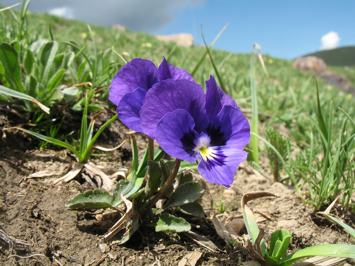 Изображение особи Viola altaica.