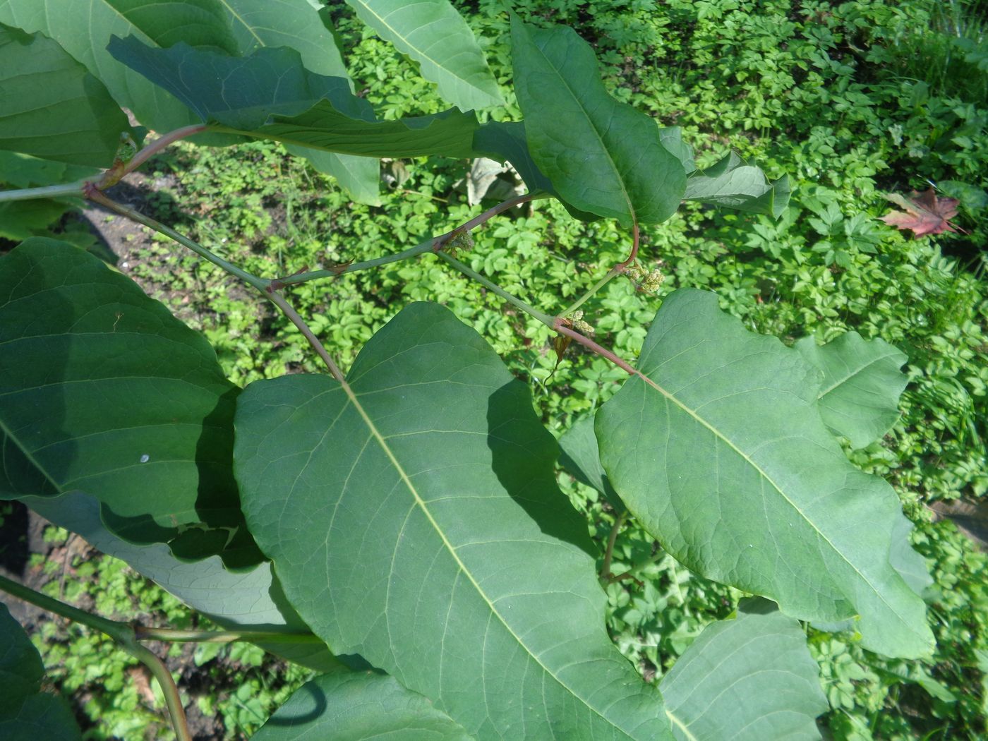 Изображение особи Reynoutria sachalinensis.