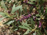 Myoporum acuminatum