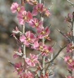 Noaea mucronata