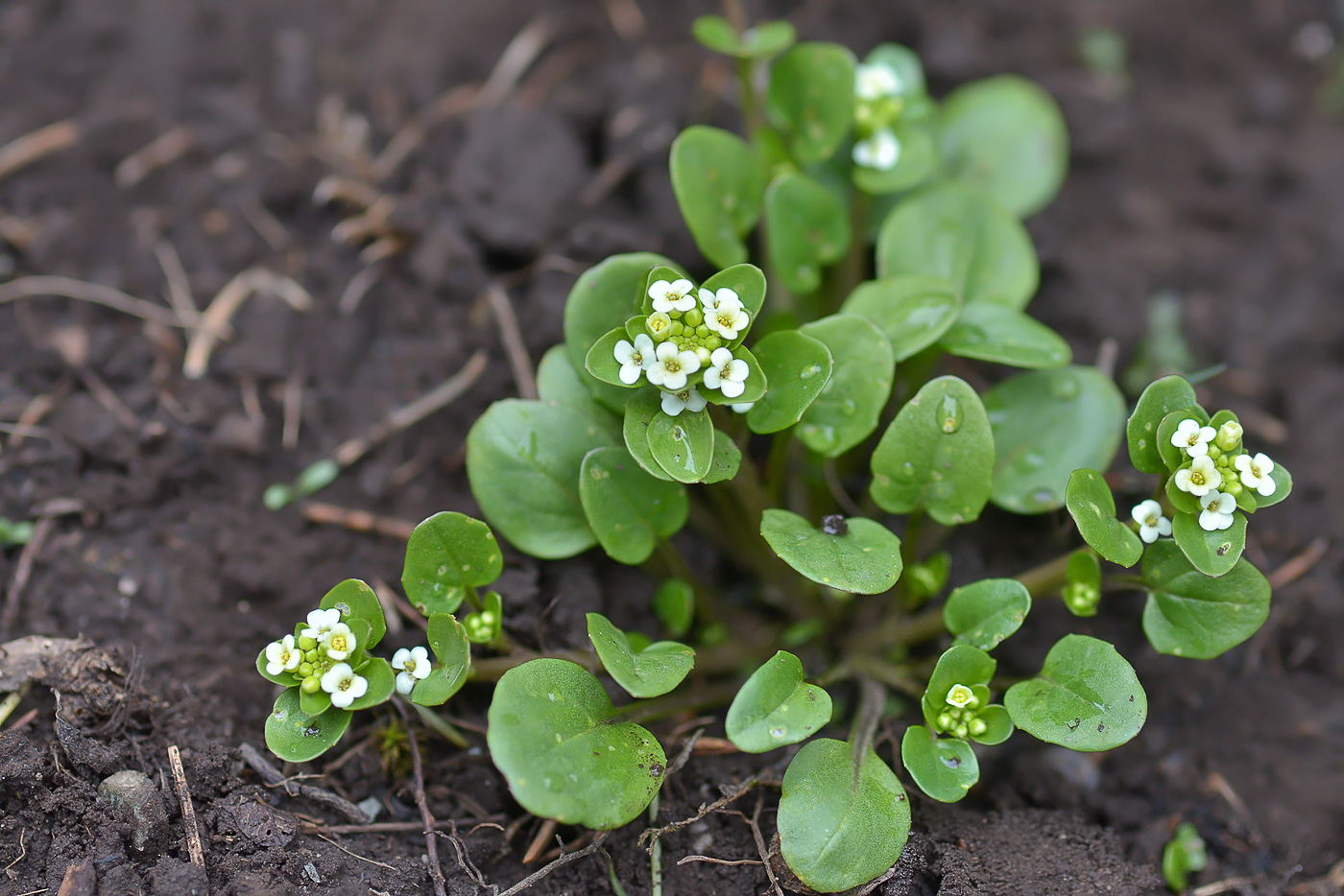 Изображение особи Taphrospermum altaicum.