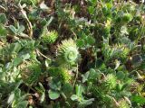 Medicago disciformis