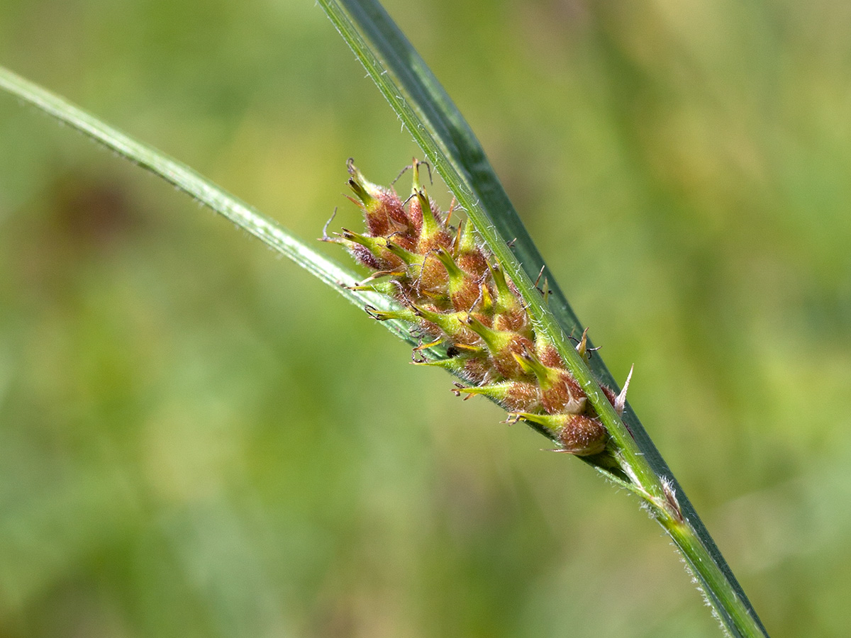 Изображение особи Carex hirta.