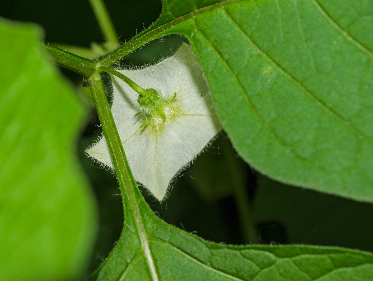 Изображение особи Alkekengi officinarum.