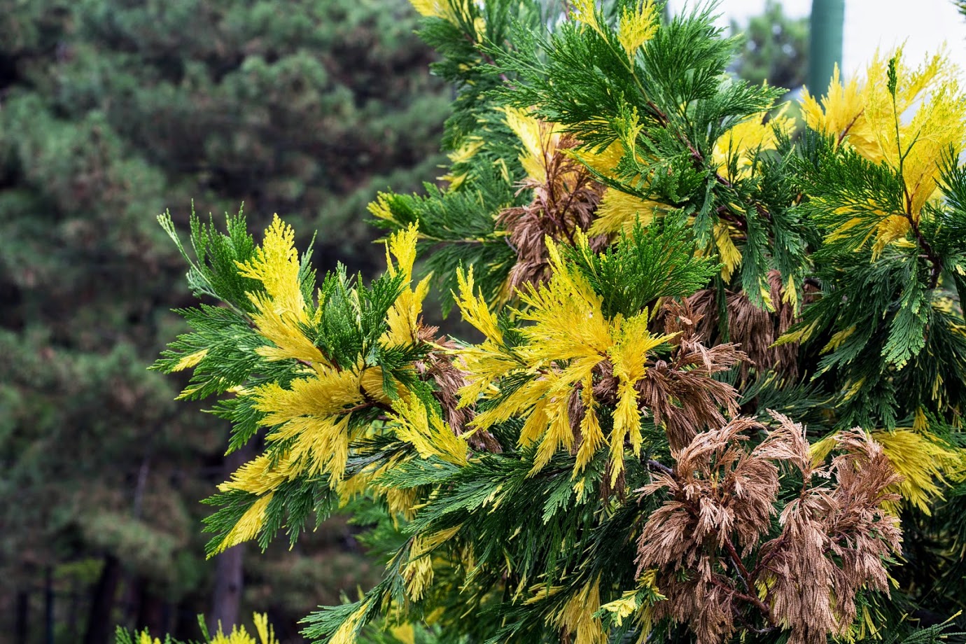 Изображение особи Calocedrus decurrens.