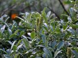 Salix glauca