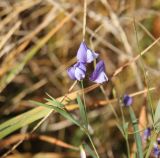 Lathyrus cyaneus. Верхушка цветущего растения. Грузия, край Самцхе-Джавахети, Аспиндзский муниципалитет, Эрушетское нагорье, окр. урочища с. Георгицминда, ≈ 1700 м н.у.м., широкая балка на спуске с Эрушетского нагорья к р. Кура, луг. 14.10.2018.