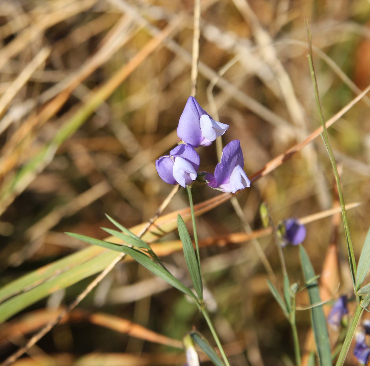 Изображение особи Lathyrus cyaneus.