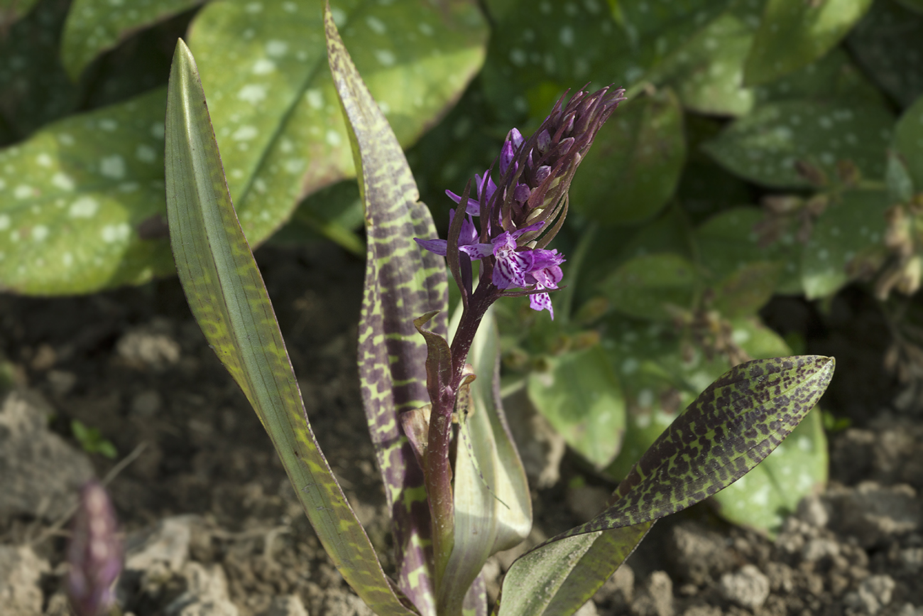 Image of Dactylorhiza baltica specimen.