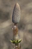 Equisetum sylvaticum