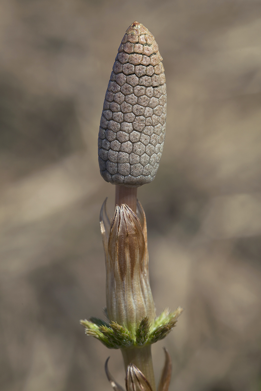 Изображение особи Equisetum sylvaticum.