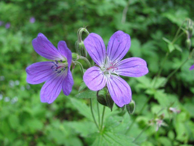 Image of Geranium sylvaticum specimen.