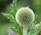 Echinops exaltatus