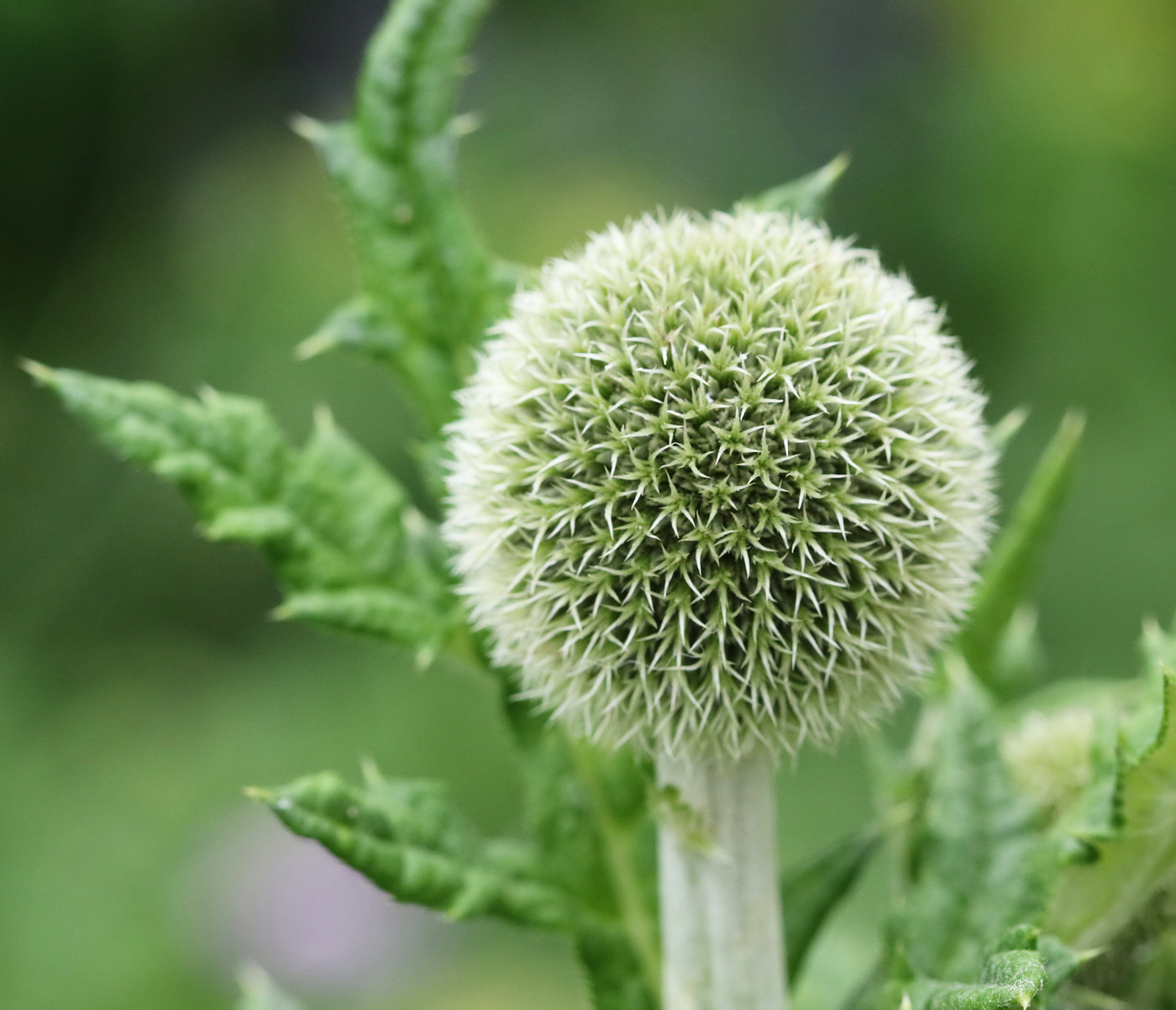 Изображение особи Echinops exaltatus.