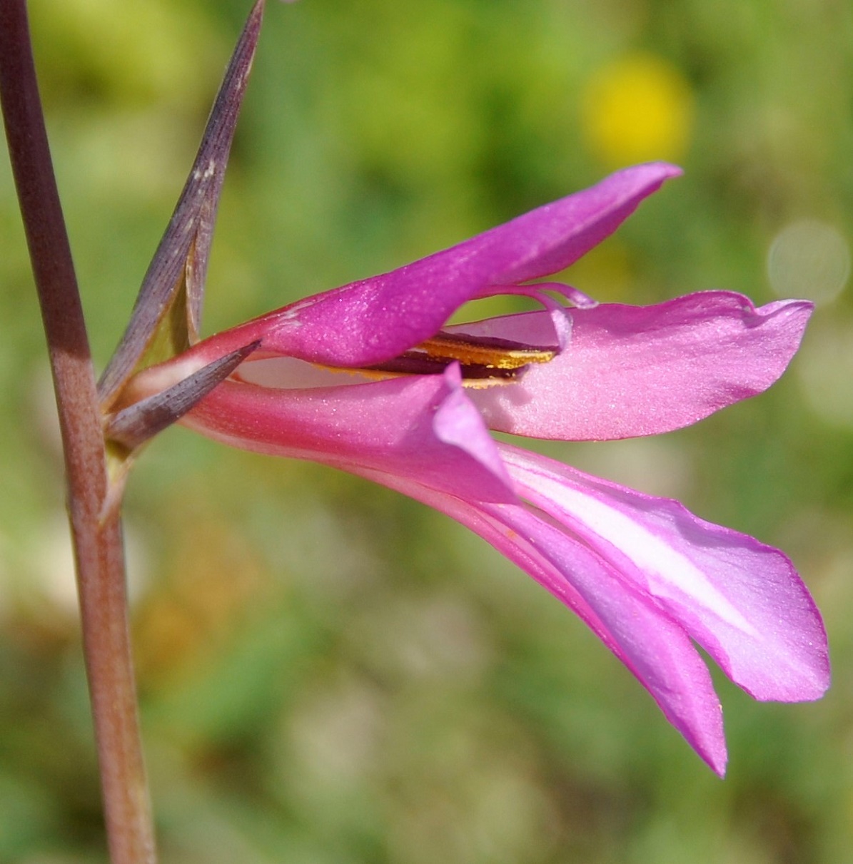 Изображение особи Gladiolus italicus.