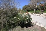 Aloe plicatilis