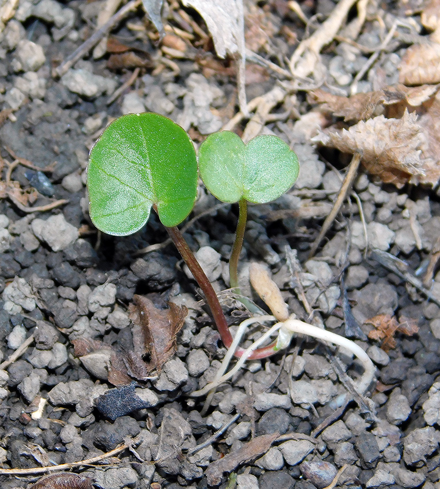 Image of Ficaria calthifolia specimen.