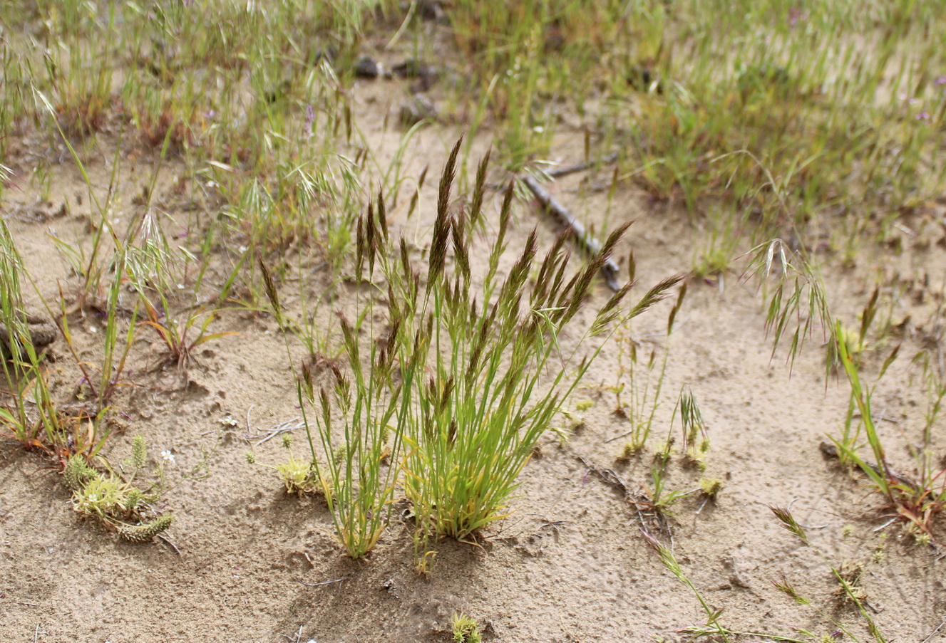 Image of Trisetaria cavanillesii specimen.