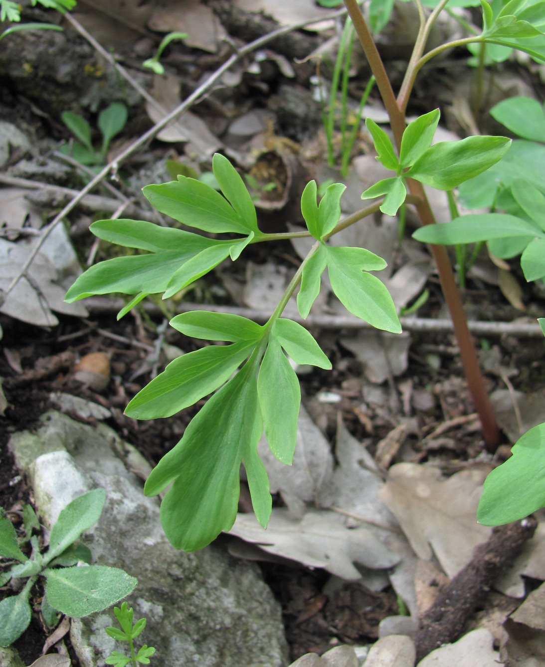 Изображение особи Corydalis cava.