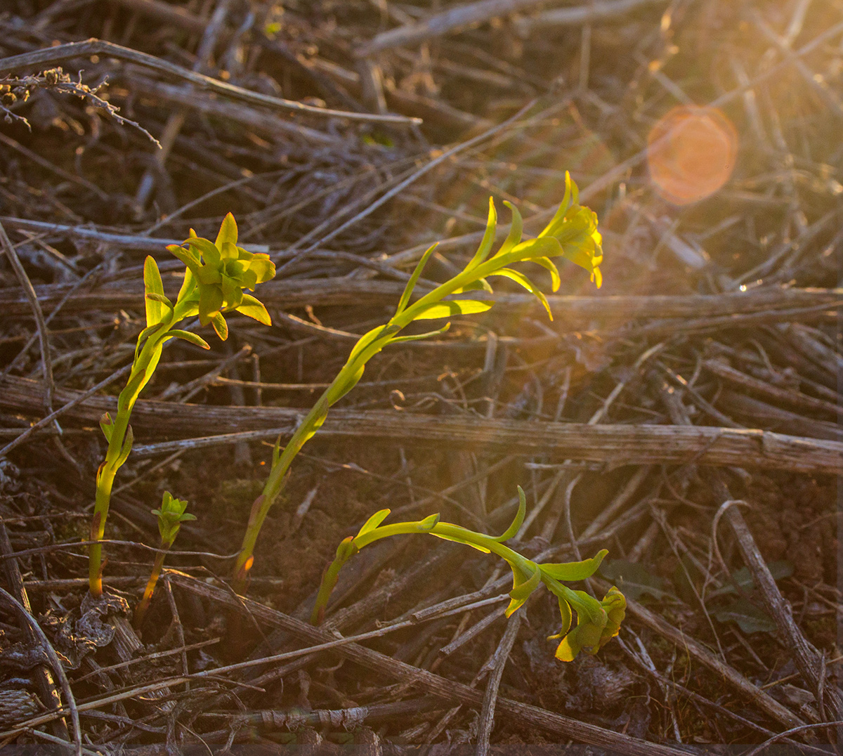 Image of genus Euphorbia specimen.