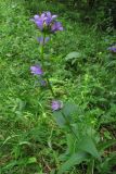 Campanula glomerata. Цветущее растение. Крым, вост. склон горы Чатыр-Даг в р-не Ангарского перевала. 4 июля 2010 г.