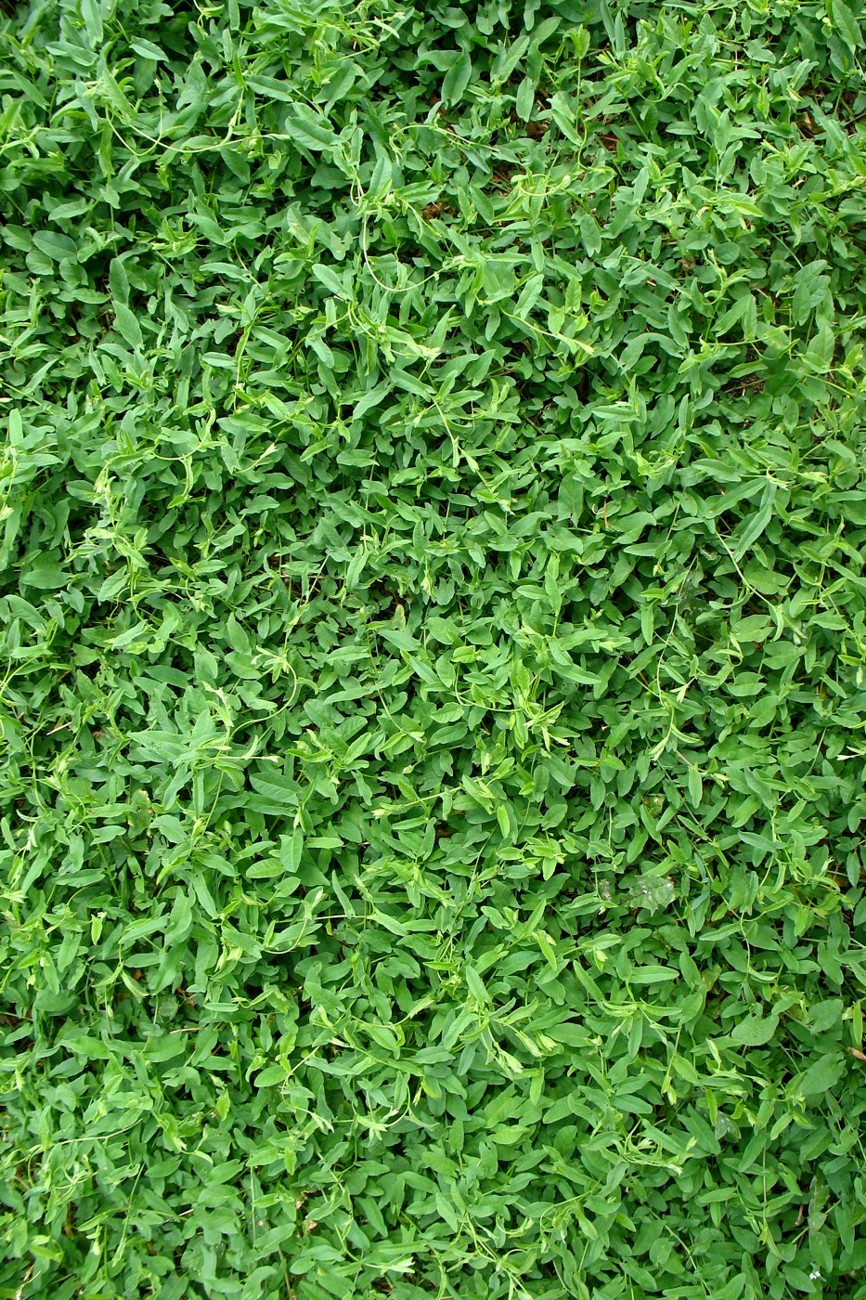 Image of Convolvulus arvensis specimen.