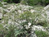 Heracleum grandiflorum