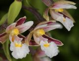 Epipactis palustris