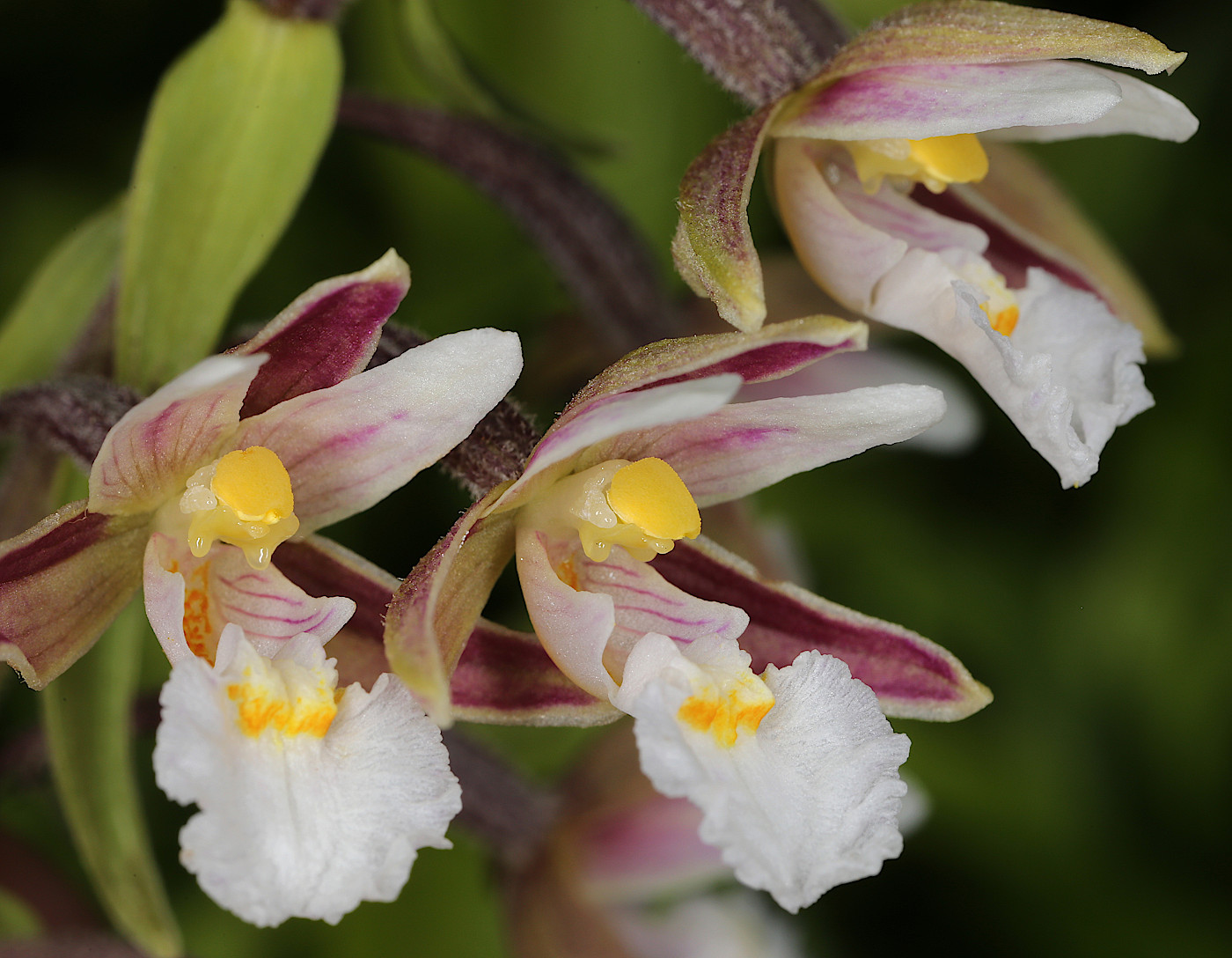 Изображение особи Epipactis palustris.