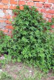 Geranium sibiricum