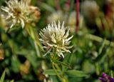 Trifolium pannonicum