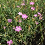 Dianthus versicolor