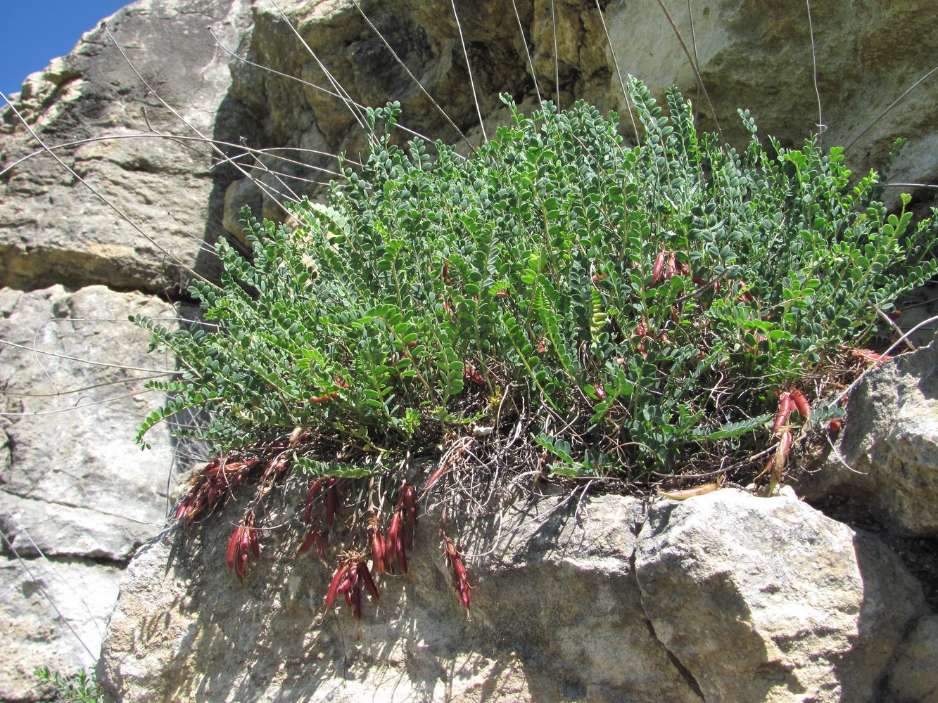 Изображение особи Astragalus buschiorum.