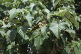 Paulownia tomentosa