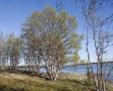 Betula czerepanovii