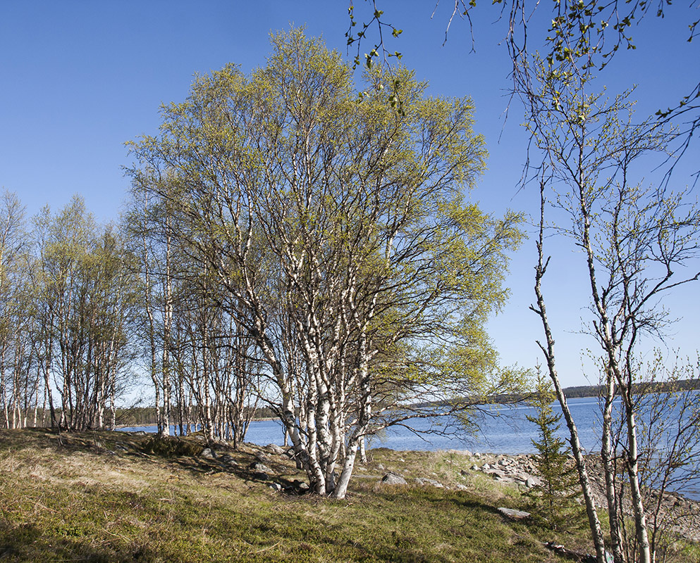 Изображение особи Betula czerepanovii.