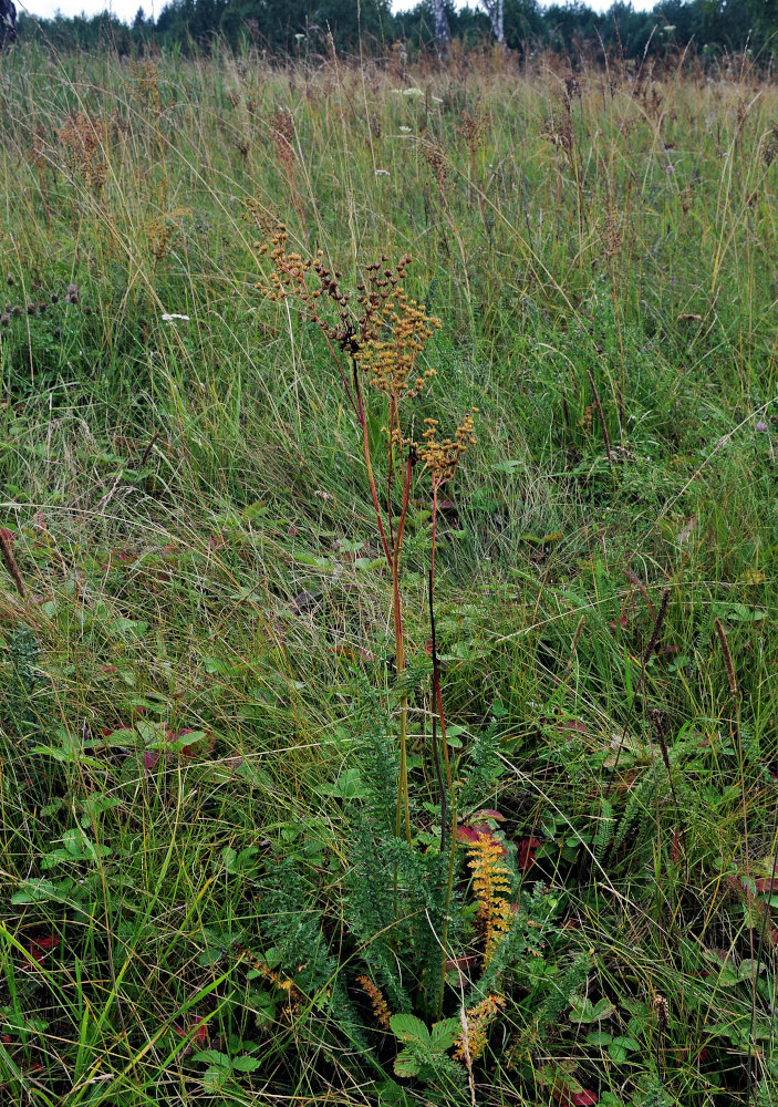 Image of Filipendula vulgaris specimen.