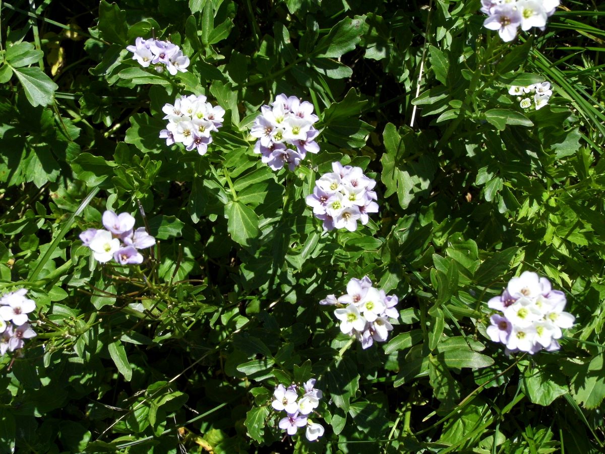 Image of Cardamine seidlitziana specimen.