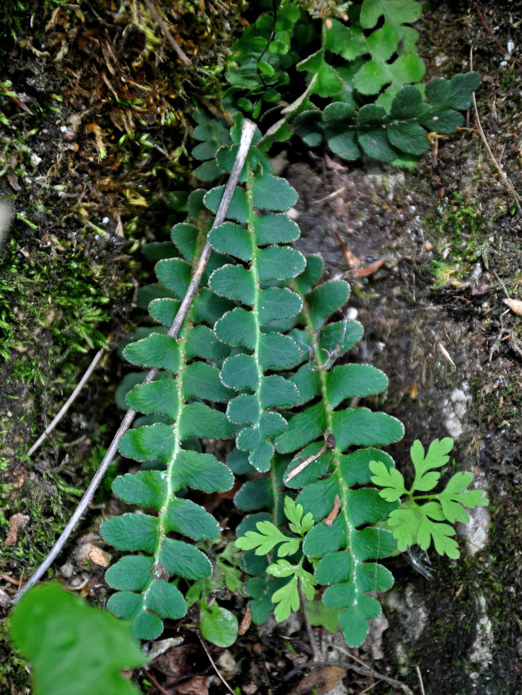 Изображение особи Ceterach officinarum.