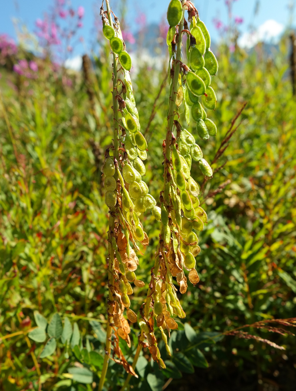 Изображение особи Hedysarum caucasicum.