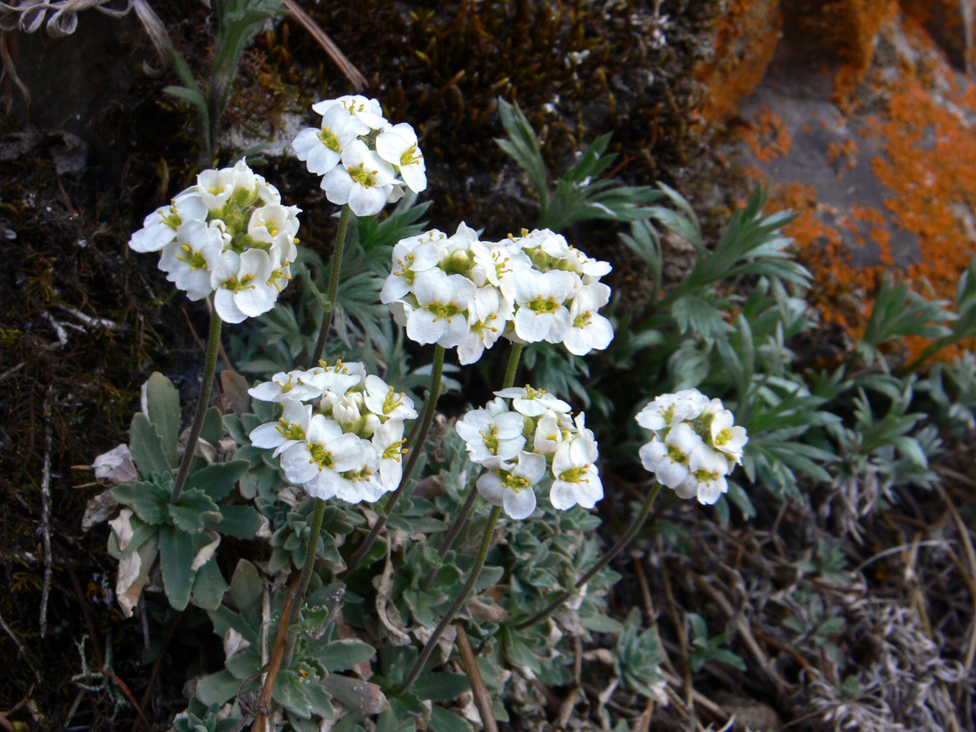 Image of Schivereckia podolica specimen.