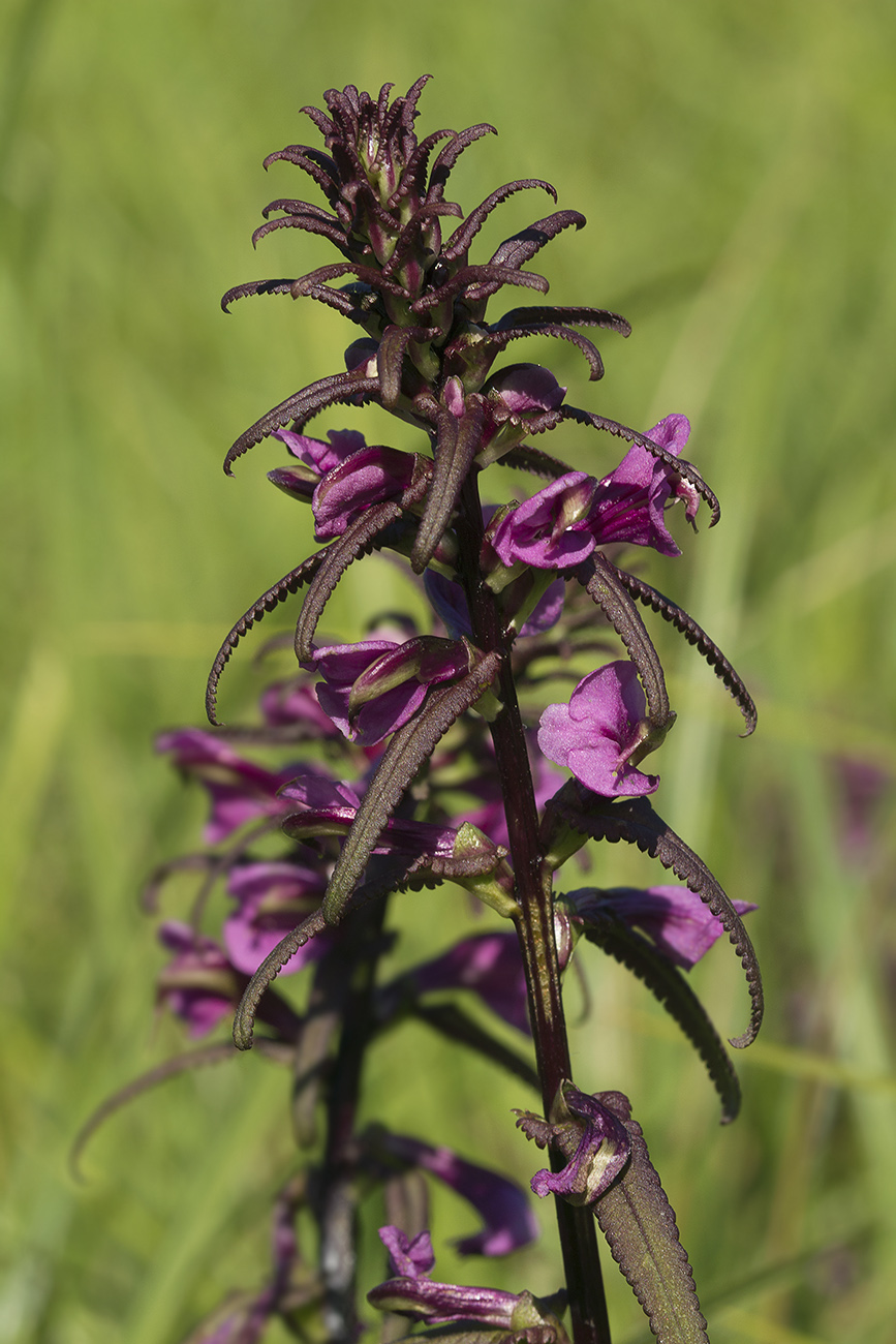 Image of Pedicularis resupinata specimen.