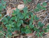 Zygophyllum fabago. Вегетирующее растение. Астраханская обл., окр. пос. Пойменный, обочина дороги. 24.09.2019.