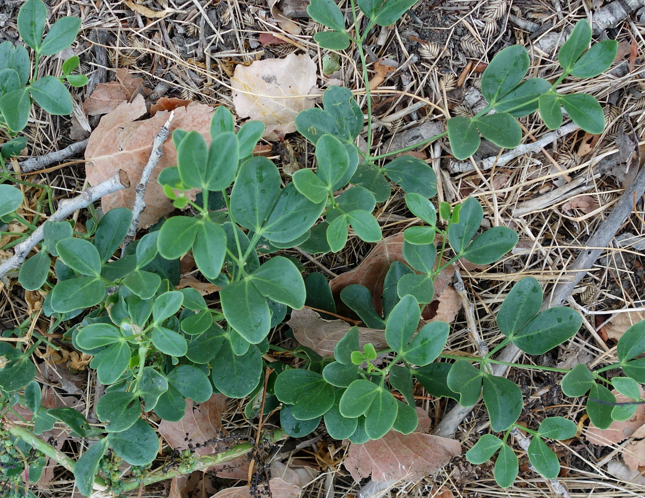 Image of Zygophyllum fabago specimen.