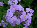 Hesperis matronalis