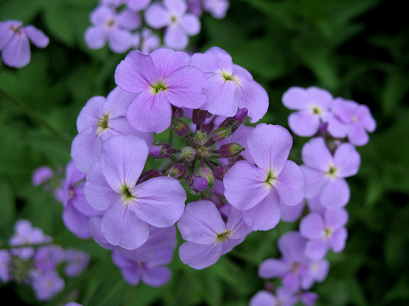 Изображение особи Hesperis matronalis.
