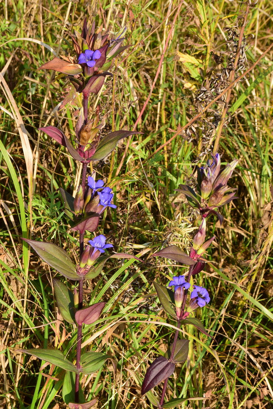 Изображение особи Gentiana scabra.