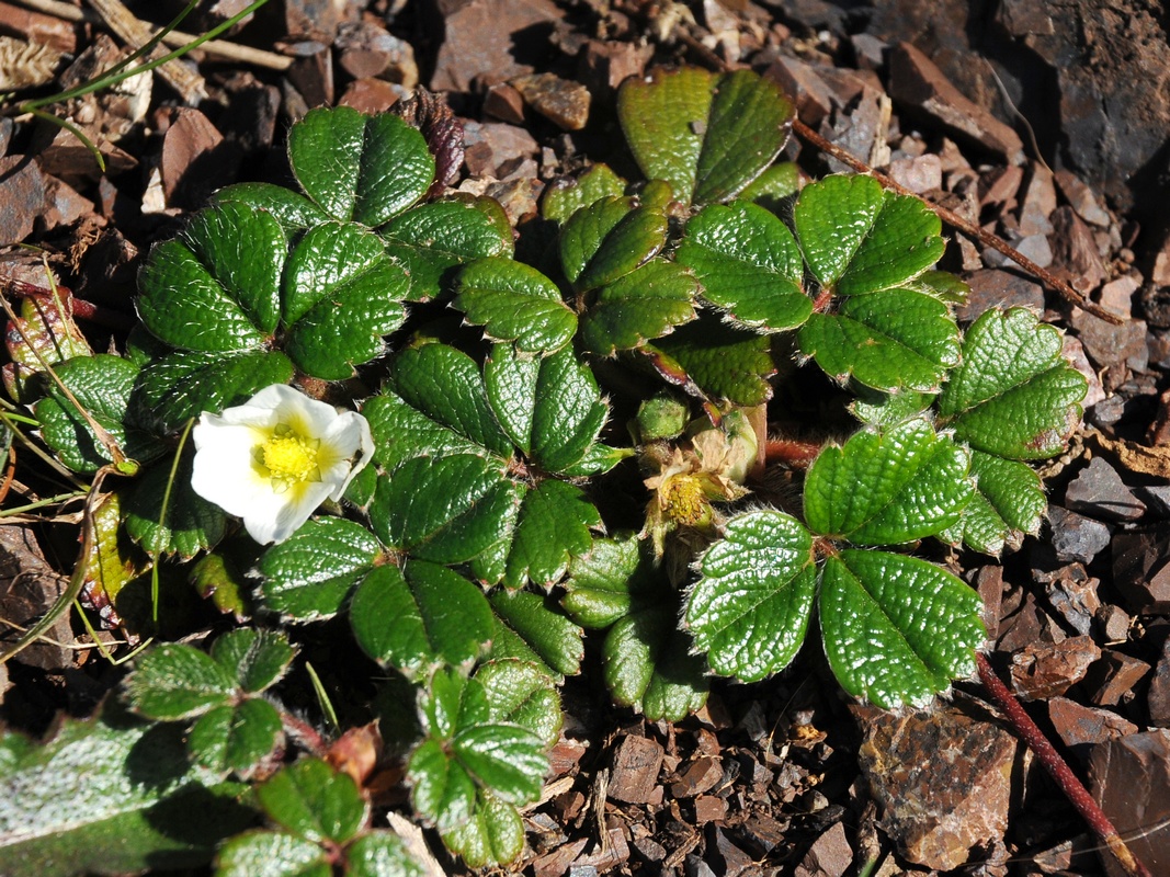 Изображение особи Fragaria chiloensis.