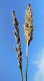 Carex paniculata