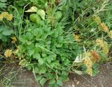 Ligusticum scoticum. Плодоносящее растение. Сахалинская обл., окр. г, Анива, около дороги к морю. 18.08.2019.